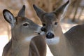 Two deer kissing Royalty Free Stock Photo