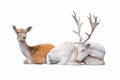 Two deer lay isolated Royalty Free Stock Photo