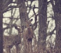 Two deer looking off to the side in forest during winter