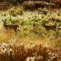 Two Deer Natural Habitat