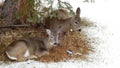 Two Deer Resting Under Tree in Winter Royalty Free Stock Photo