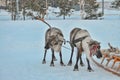 Two deer in a sleigh team.