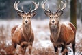 Two deer stand on the edge of a winter forest and survive the winter.Deer in the national park in the forest. Generative AI