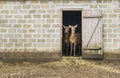 Two deer stand in the house.