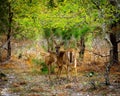 Two deer standing in forest