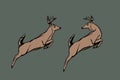 Two deer synchronize their leaps