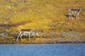 Two deer walk on the lakeshore in Lapland