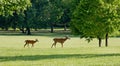 Two Deer Walking Royalty Free Stock Photo