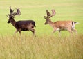 Two deer walking through grass land Royalty Free Stock Photo
