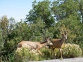 Two deer Royalty Free Stock Photo
