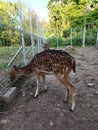 two deer who have finished lunch at a zoo