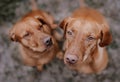 Two deerhound dogs sitting outdoor