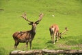 Two Deers Royalty Free Stock Photo