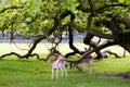 Two deers in beautiful forest background Royalty Free Stock Photo