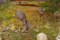 Two deers feeding in the forest Royalty Free Stock Photo