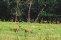 Two Deers Feeding on Grass Royalty Free Stock Photo