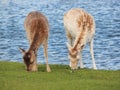 Two deers are grazing in the Amsterdam water supply dunes near to Amsterdam and Zandvoort Royalty Free Stock Photo