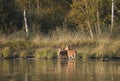 Two deers by the lake Royalty Free Stock Photo