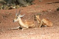 Two deers resting