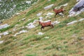 Two deers running down the hill