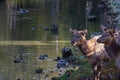 Two deers stand near lake with ducks. Animal in the wild Royalty Free Stock Photo