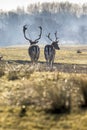 Two deers walking Royalty Free Stock Photo