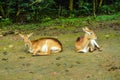 Two of deet laying on the ground Royalty Free Stock Photo