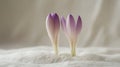 Two Delicate Crocus Blossoms Emerging From White Sand Royalty Free Stock Photo