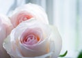 Two delicate pale pink roses against the window.