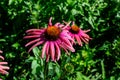 Two delicate pink echinacea flowers in soft focus in an organic herbs garden in a sunny summer day Royalty Free Stock Photo