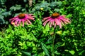 Two delicate pink echinacea flowers in soft focus in an organic herbs garden in a sunny summer day Royalty Free Stock Photo