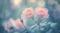 Two Delicate Pink Roses in Bloom with a Soft, Blurred Background Royalty Free Stock Photo