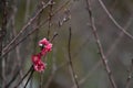 Two delicate plum blossoms grace a branch, nature's fleeting masterpiece. Royalty Free Stock Photo