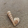 Two delicate seashells resting on a sandy beach, captured in soft natural light. Royalty Free Stock Photo