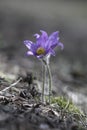 Two delicate spring lilac snowdrop flowers pulsatilla patens in a forest glade. Close up in the sunlight. Place for text Royalty Free Stock Photo