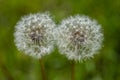 Two delicate white dandelions gone to seed Royalty Free Stock Photo