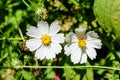 Two delicate white flowers of Cosmos plant in a cottage style garden Royalty Free Stock Photo