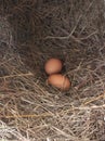 Two brown chicken eggs lie in the nest of a chicken on the farm Royalty Free Stock Photo