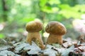 Two delicious edible mushrooms Boletus edulis known as porcini mushrooms grow in the forest Royalty Free Stock Photo