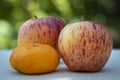 Two Delicious Red Apples and an Orange Close Up Royalty Free Stock Photo