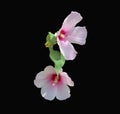 Two Pink Hibiscus flowers centered on a dramatic black background Royalty Free Stock Photo