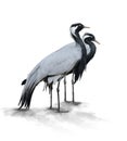 Two Demoiselle Crane Birds