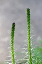 Two Dense blazing star or Liatris spicata herbaceous perennial flowering plants with tall spikes full of closed flower buds