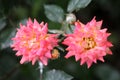 Two densely layered bicolor pink and yellow roses growing in local urban garden surrounded with flower buds and dark green leaves