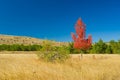 Two detached birches on Ai-Petri mountain tableland in Crimea