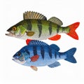 Two Detailed Perch Fish Illustration One Green and One Blue on White Background Royalty Free Stock Photo