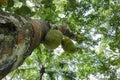 Underneath view of a two developing Jack fruits hanging down from the trunk