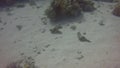 Two Devil Scorpionfish Scorpaenopsis diabolus moving along the sea bed in the Red Sea