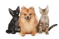 Two Devon Rex cats and Spitz dog Royalty Free Stock Photo