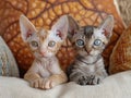 Two Devon Rex kittens are sitting on the couch and looking at the camera. Royalty Free Stock Photo